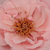 Roz - Trandafir pentru straturi Floribunda - Geisha®